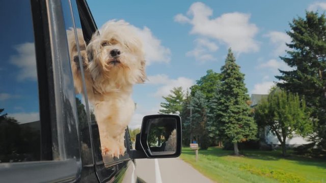 The dog looks out of the window of the car in motion. In the rearview mirror you can see the driver. Pet Travel