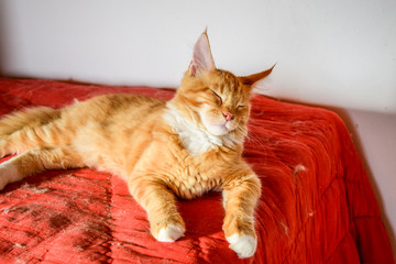 Maine Coon cat Giant maine coon cat. Breeding of purebred cats at home.