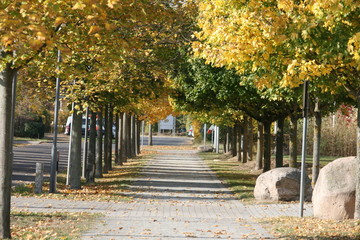 Radwegallee im Herbst - Ahorn