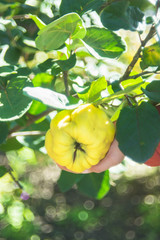 Fresh quince fruits on wooden table. Still life of food. Exotic fruits. Autumn harvest. Weird fruit. Strange fruit. Weird form. Garden harvest.