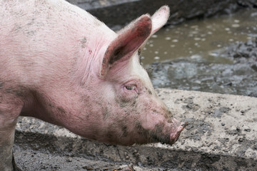 Dirty pig face on the farm