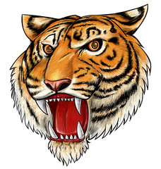  hand drawn tiger isolated on white background