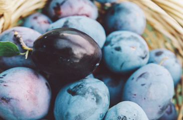 Plums