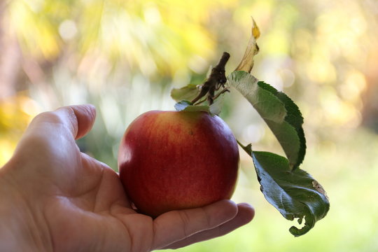 Ein frisch geerntet der Apfel in der Hand einer Frau