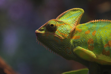 chameleon eye contact