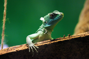 green lizard on tree