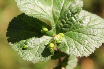 Cecidophyes nudus galls on leaf of Geum urbanum