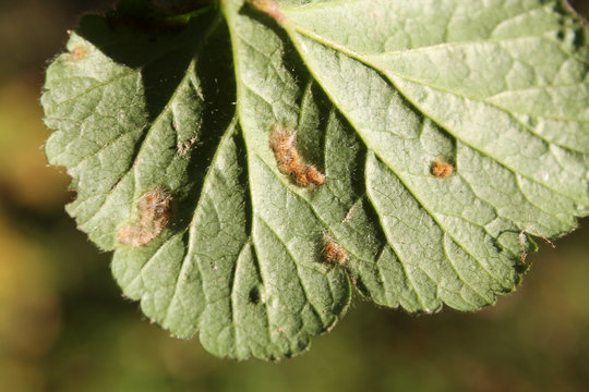 Cecidophyes nudus galls on leaf of Geum urbanum
