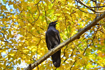 Raven with yellow leaves background