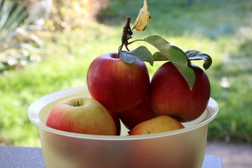Frisch geerntete Äpfel in einer Schüssel im Garten