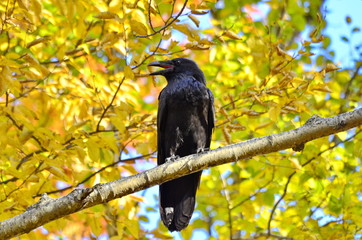 Raven with yellow leaves background