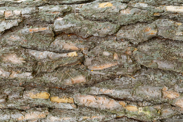 Tree bark wooden background. Close up. Natural texture of tree bark. Natural environment pattern.