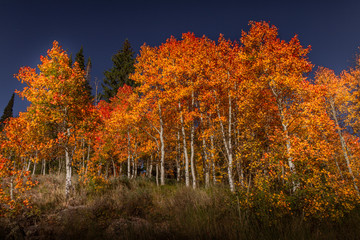 Spectacular saturated view of autumn leaf color at dusk in Southern Utah.