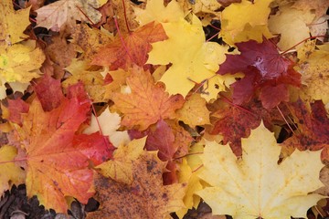 Herbstblätter