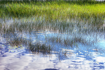Water surface with reflection of clouds, lake overgrown with grass. Clouds are floating.