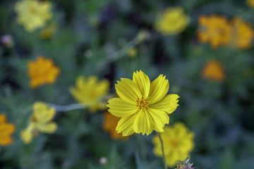yellow  cosmos flowers on Blurred Background