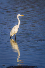 Western Great Egret in Kruger National park, South Africa ; Specie Ardea alba family of Ardeidae