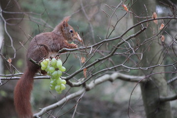 Das essende Eichhörnchen