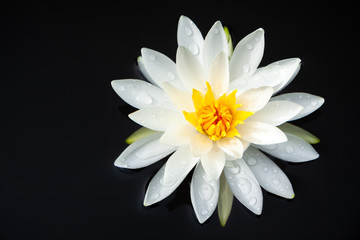 White water lily