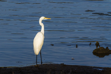 Western Great Egret in Kruger National park, South Africa ; Specie Ardea alba family of Ardeidae