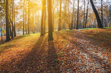 Obraz premium Sunny autumn landscape with covered by orange and red leaves road in empty park.