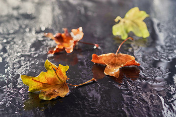 autumn leaves on a wet stone surface