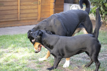 Hunde beim Spielen, Appenzeller Sennenhund mit kleinem Mischlingshund 