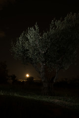 dark moonrise low light tree
