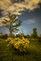 day mood tree and flowers at night with background clouds