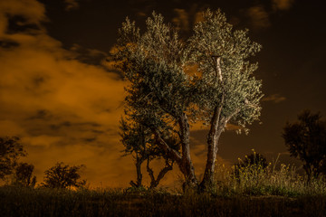 Fototapeta na wymiar orange mood tree at night with background clouds