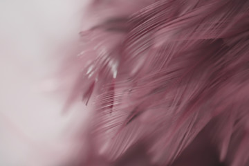 Blur Bird chickens feather texture for background Abstract, soft color of art design.