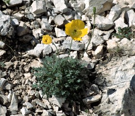Fiore tra le rocce