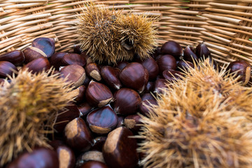 wicker basket full of chestnuts with chestnut hedgehog