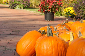 Happy Halloween or Thanksgiving card background - pile of large orange pumpkins and magenta to ultraviolet purple heather or ling (Calluna Vulgaris) or erica (Erica Carnea) plants decorative wallpaper
