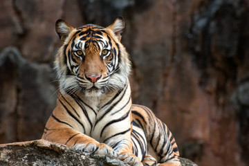 Tiger relaxing