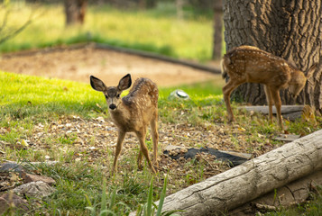 Mule Deer Fawns