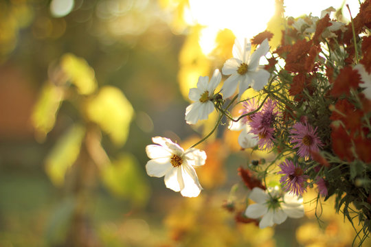 autumn bouquet/ flowers in the setting sun