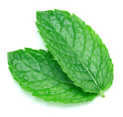 mint leaves isolated