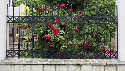 Obraz premium Blooming rose bush.