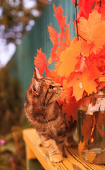 Fototapeta na wymiar beautiful striped cat in autumn Park stands and plays on benches among leaves and branches of bright red maple