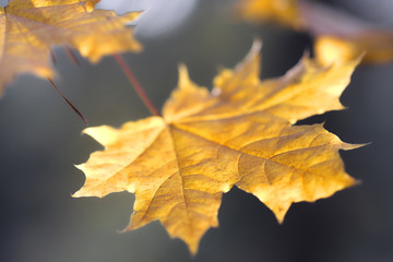 Naklejka na ściany i meble The image of an autumn leaves