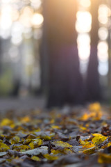 The image of an autumn leaves