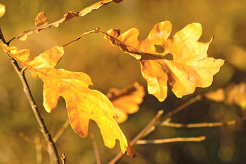 The image of an autumn leaves at sunset