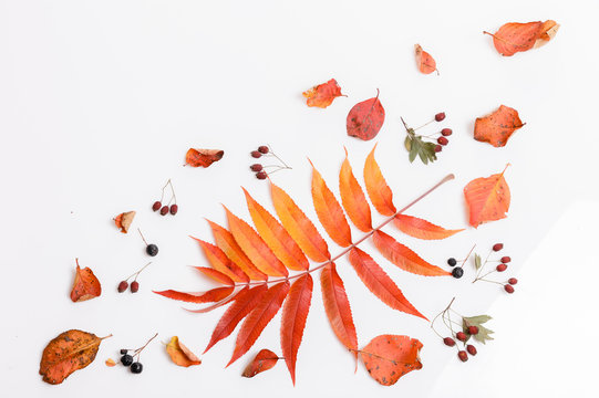 Autumn composition made of autumn dry multi-colored leaves and berries of chokeberry, hawthorn on white background. Autumn, fall concept. Flat lay, top view, copy space
