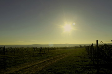 Znojmo - sunrise over the vineyard