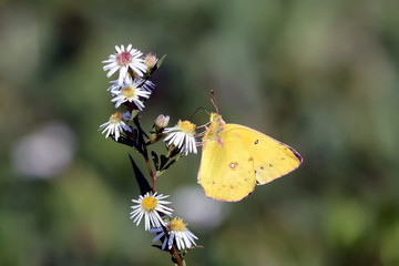 Close-Up of a Butterfly and a Flower