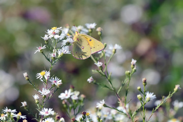 Close-Up of a Butterfly and a Flower