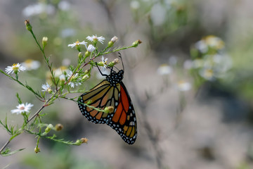 Close-Up of a Butterfly and a Flower