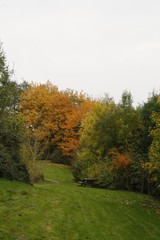 ARBRES D'AUTOMNE