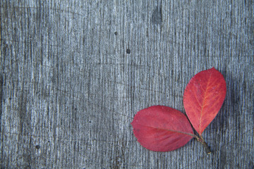 wooden gray background with bright red autumn leaves